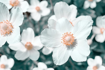 White anemone flowers, stylized
