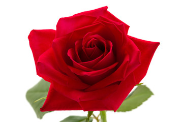 赤い薔薇