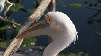 Pelican close up face pond in backround