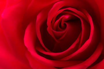 赤い薔薇