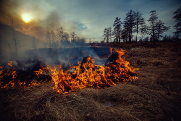 Forest fire - environmental damage