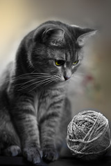 Kitten sitting on the table next to the ball of wool yarn