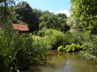 Fototapeta na wymiar pond in garden