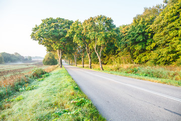 new asphalt road in the forest