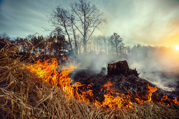 Forest fire - environmental damage