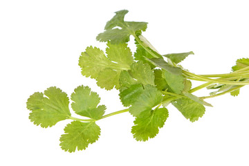 Coriander (Cilantro) green leaves isolated on white background