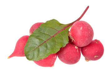 Fresh pink radishes and chard green leaf isolated on white background. Ingredients for salad
