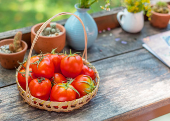 Close-up of fresh, ripe tomatoes on wood background. 