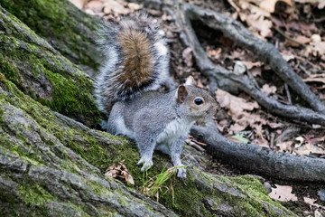 scoiattolo