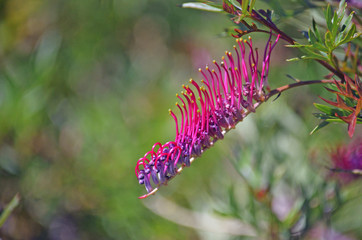 Pink, red and purple inflorescence of the Australian native Grevillea Rowdy variety. Prostrate, spreading cultivar of family Proteaceae.
