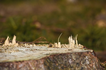 bois arbre coupé sapin foret