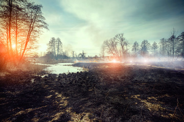 Forest fire - environmental damage