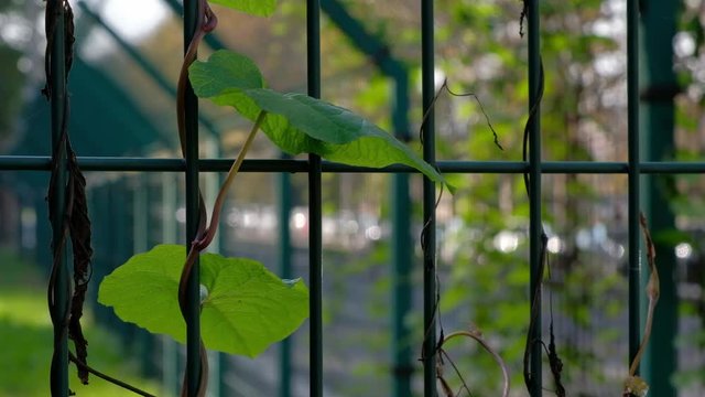 Hojas de planta sobre la verja. Rivera del R&iacute;o T&iacute;ber. Roma, Italia
