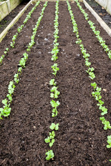 A raised vegatable bed with five rows of seedling pea shoots growing