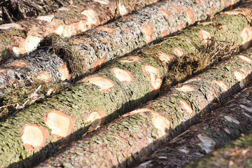 bois arbre coupé sapin foret
