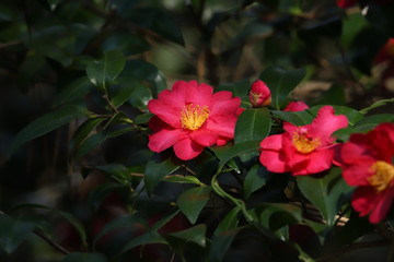 Obraz premium 山茶花（サザンカ） Camellia sasanqua