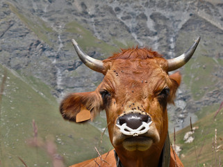 Qu'elles sont belles nos vaches savoyardes !