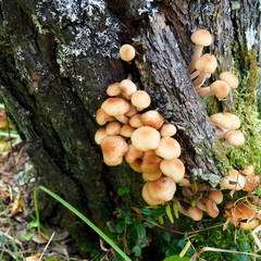 Bunch of young honey mushrooms growing in the forest