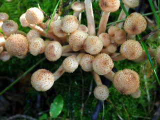 Bunch of young honey mushrooms growing in the forest