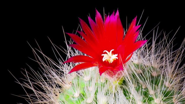 Time-Lapse of beautiful cactus or cacti flowers which are in their colorful blooming on black background. Timelapse opening red Parodia penicillata.