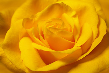 Obraz premium Yellow rose head closeup detail background