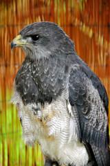 Chilean Eagle Geranoaetus melanoleucus known as a Black chested Buzzard Eagle