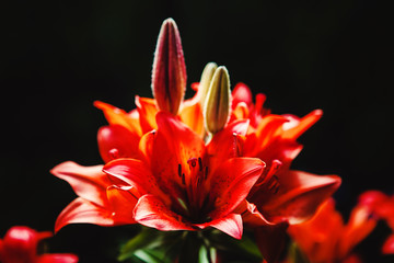 Close-up image of beautiful red blooming lilies on black background.