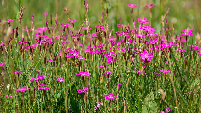 Field carnation-herb Dianthus campestris. Small pink flowers. Natural summer floral background is presented in the form of beautiful purple wild flowers of carnation.
