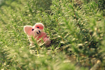 funny scene with handmade pink pig hide in rosemary garden