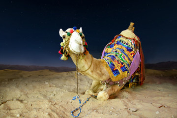 A camel in a bright colored blanket lies on the sand at night