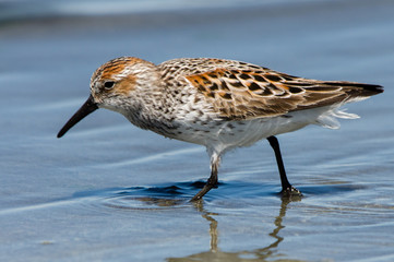 Western Sandpiper (Calidris mauri) hunting for food in the sand. Washington Coast. USA.