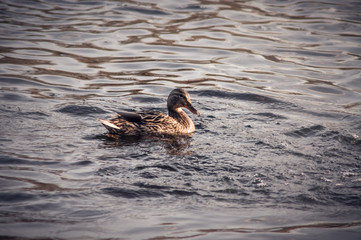 Wild duck on the water