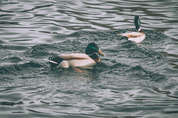 A pair of wild ducks on the water