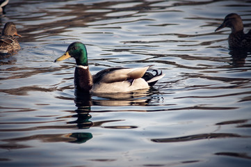 Wild duck on the water