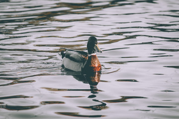 Wild duck on the water