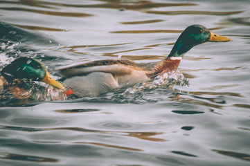 A pair of wild ducks on the water