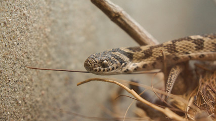 snake peaking out between wood