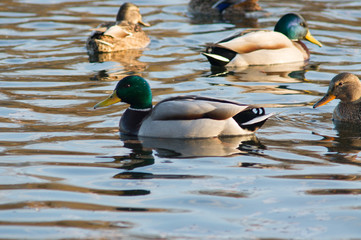 Obraz premium A flock of wild ducks on the water