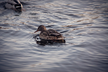 Wild duck on the water