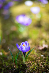 Spring crocus flower , soft focus photography