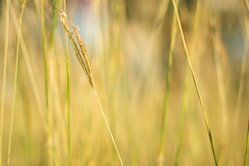 Yellow grass background for text