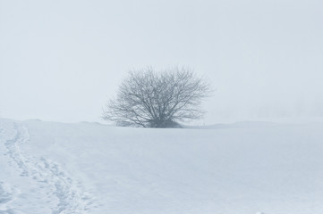 Bush and trees covered with snow in a foggy day