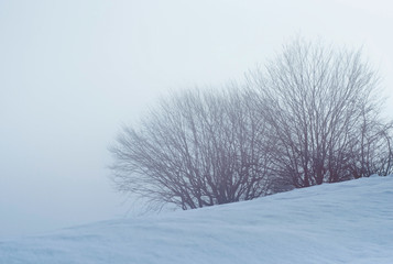 Bush and trees covered with snow in a foggy day