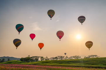 Colorful hot air balloons on cosmos field