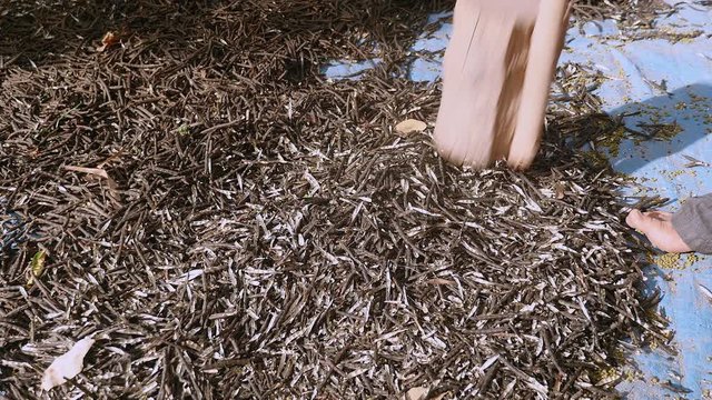  Manual crushing of dried beans (close-up)