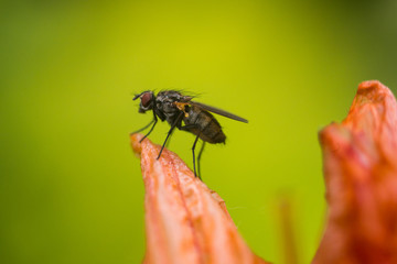 a fly on a flower