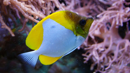 Coral reef fish swimming in front of anemones corals