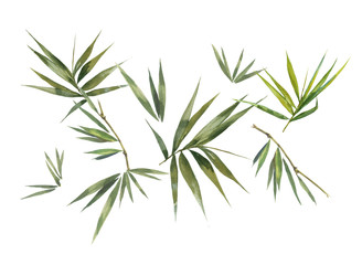Watercolor illustration painting of bamboo leaves , on white background
