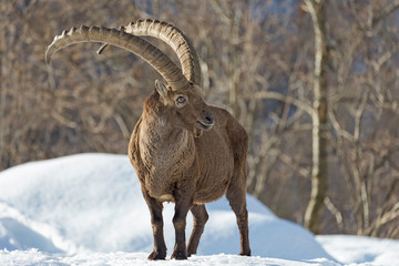 Stambeco delle Alpi, Parco Nazionale del Gran Paradiso