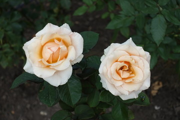 Pair of beige rose flowers in August